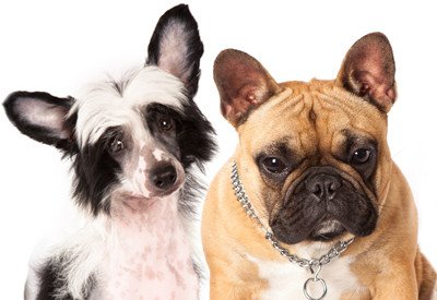 Tuscawilla Animal Hospital | Winter Springs, Casselberry, Oviedo, Winter Park and Seminole County Florida