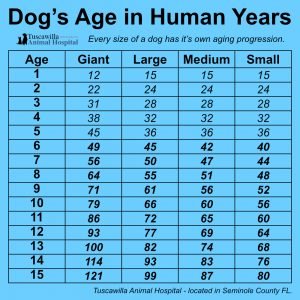 How old is my dog in human years? Tucsawilla Animal Hospital - A Great ...