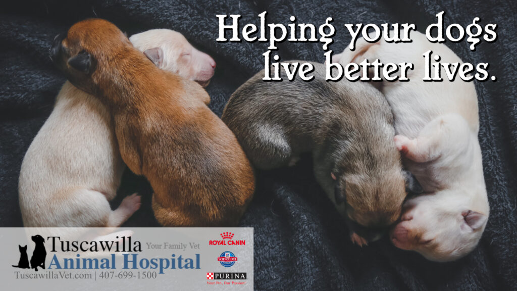 What to expect on your first visit? - Tuscawilla Animal Hospital in Central Florida