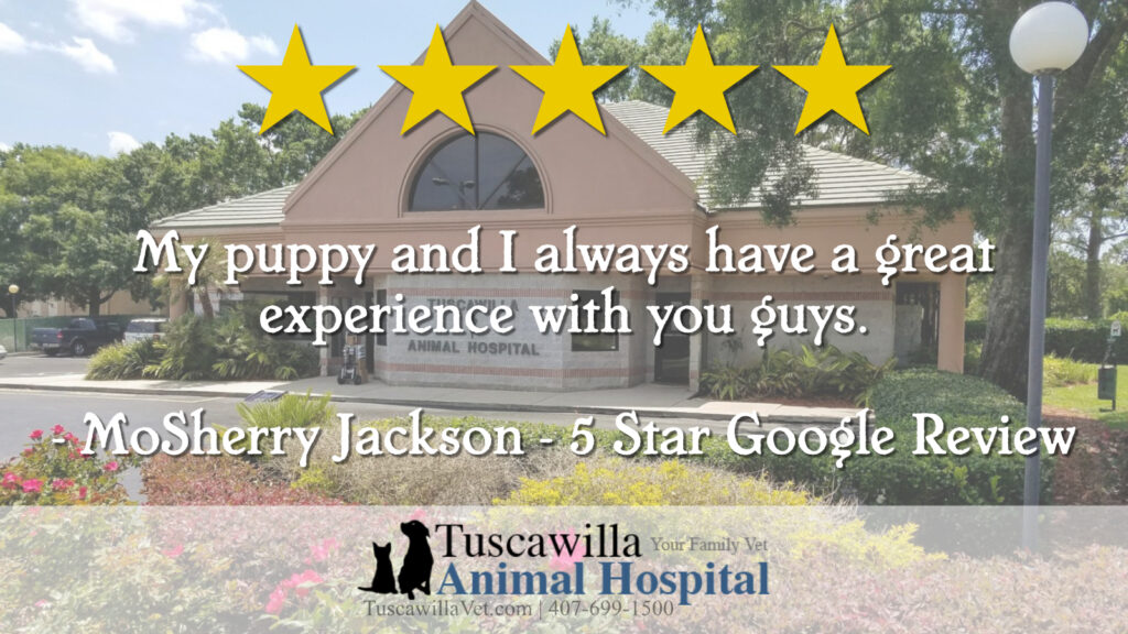 pet's surgery / pet's procedure - 5 Star Customer testimonial for Tuscawilla Animal Hospital