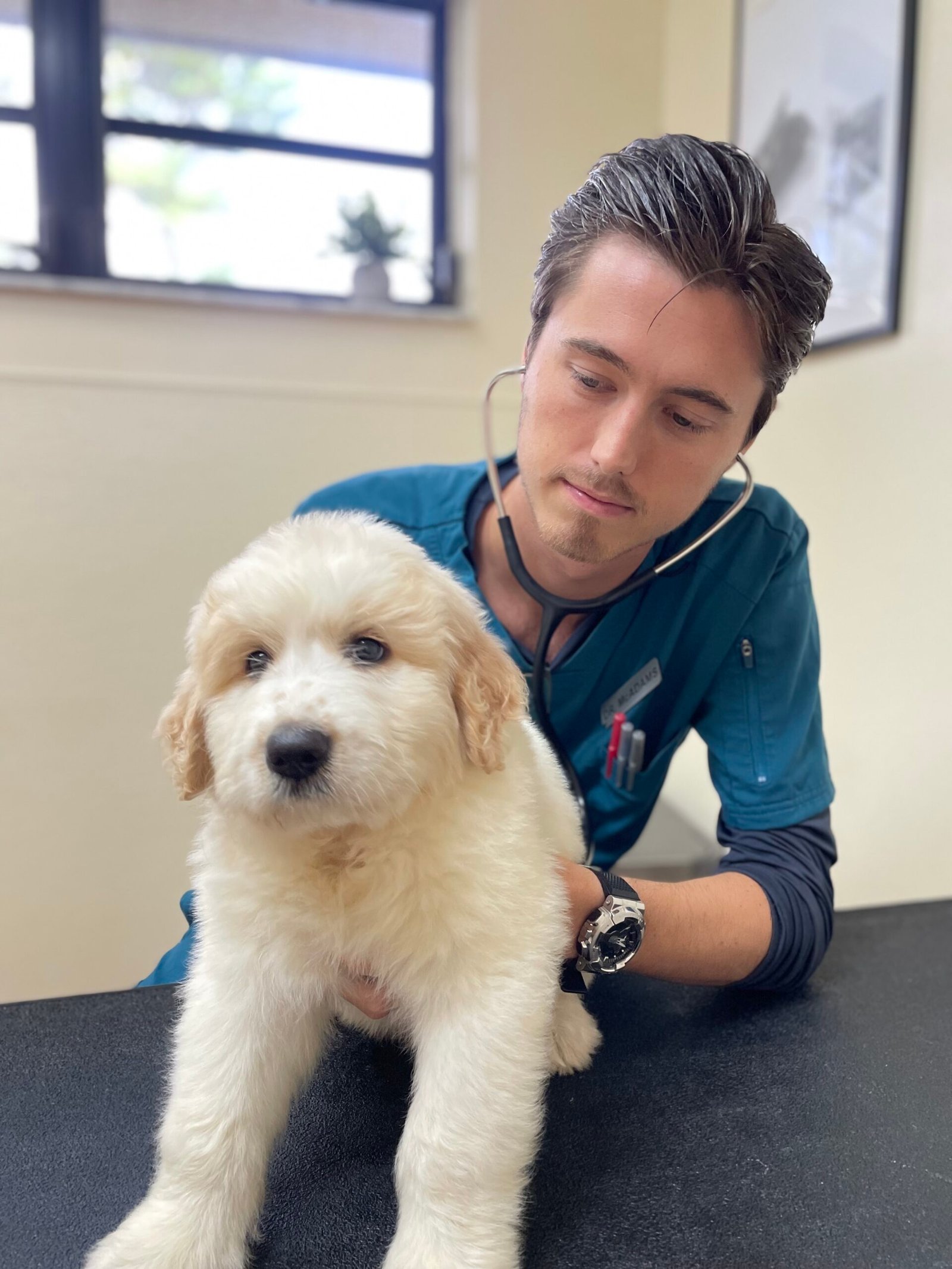 Dr. Braxten McAdams doing what he does best! | Gallery Tuscawilla Animal Hospital 