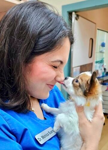 Dr. Monica Suero loving on her sweet patient | Gallery Tuscawilla Animal Hospital 