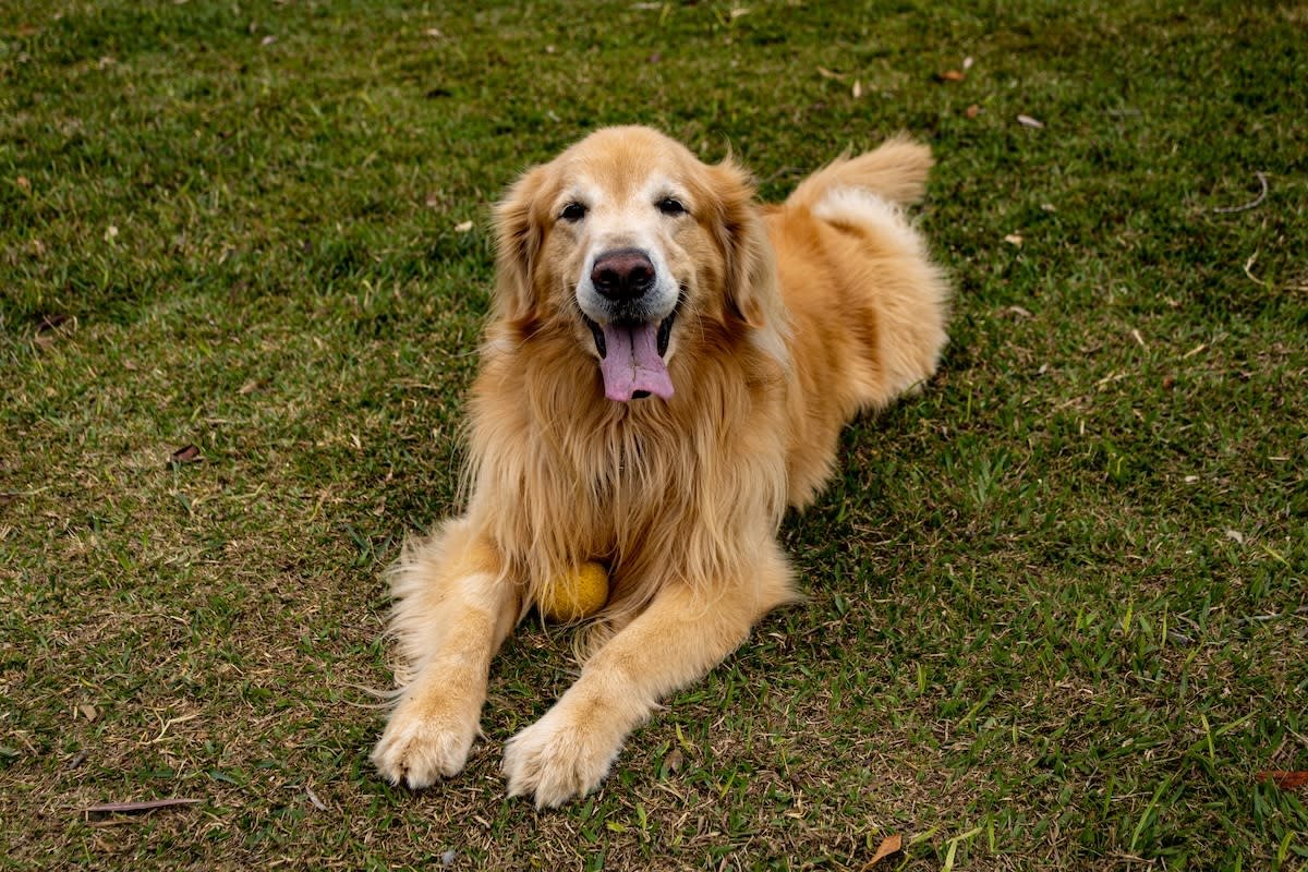 November National Senior Pet Awareness Month