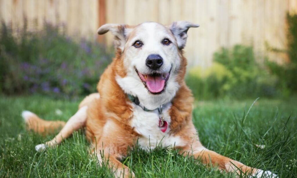 Caring for a Senior Dog 